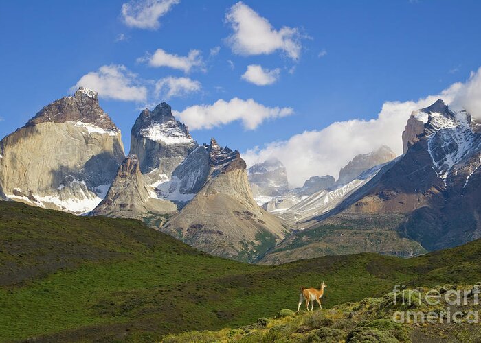 00345710 Greeting Card featuring the photograph Guanaco And Cuernos Del Paine Peaks by Yva Momatiuk John Eastcott