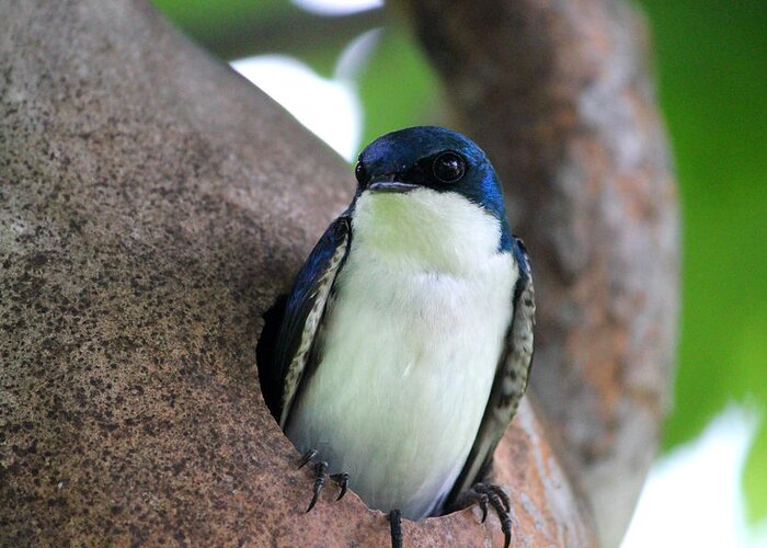 Male Tree Swallow Greeting Card featuring the photograph Guarding his Gourd by Brook Burling