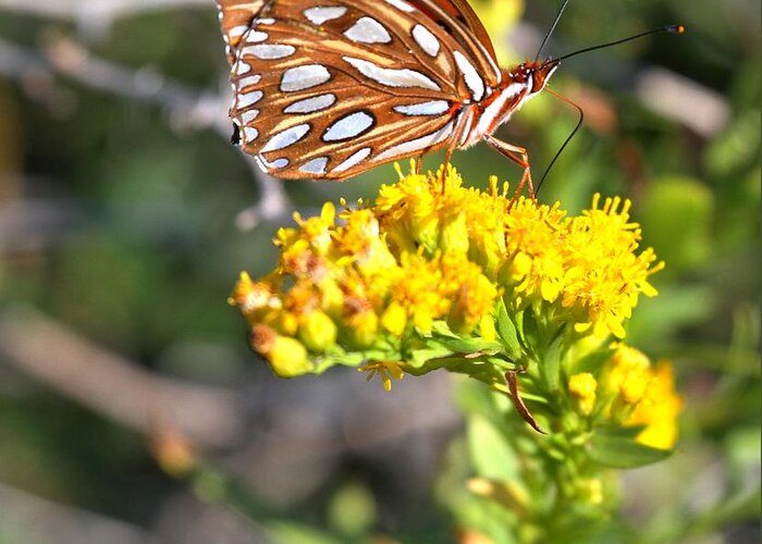 Gulf Fritillary Greeting Card featuring the photograph Gulf Fritillary Portrait by Adam Jewell