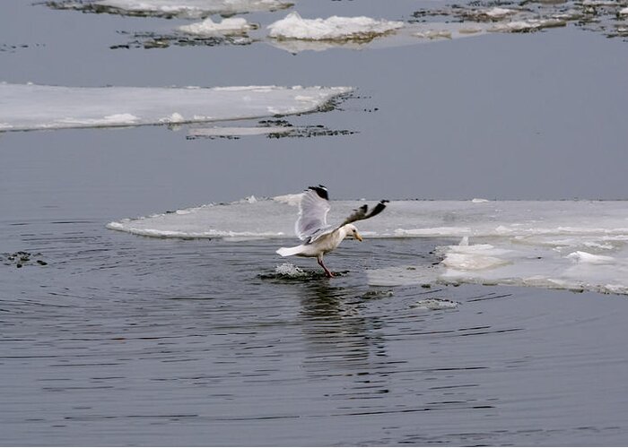 Gull Greeting Card featuring the photograph Gull Standing On Thin Ice by Holden The Moment