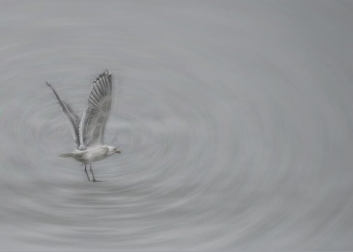 Gull Greeting Card featuring the photograph Gull Vortex by Beth Sawickie