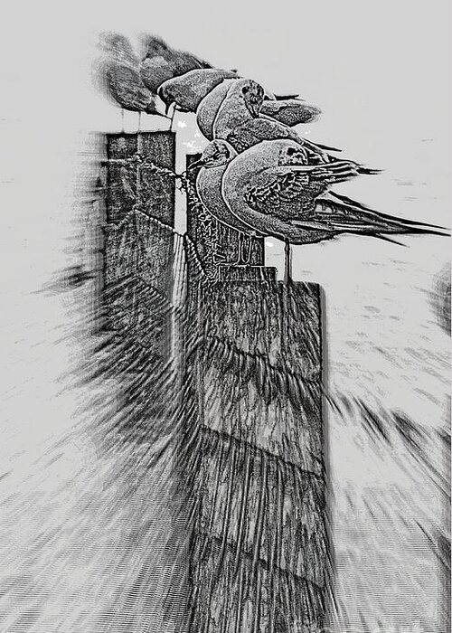 Gulls Greeting Card featuring the photograph Gulls in Pencil effect by Linsey Williams