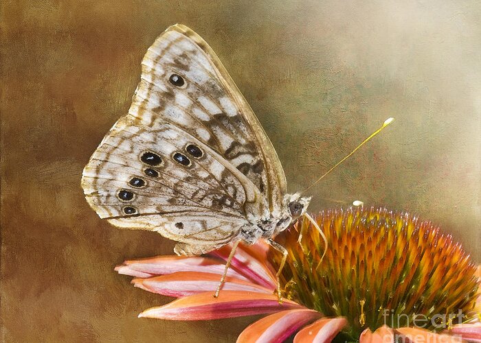 Butterfly Greeting Card featuring the photograph Hackberry Emperor Butterfly 2 by Betty LaRue