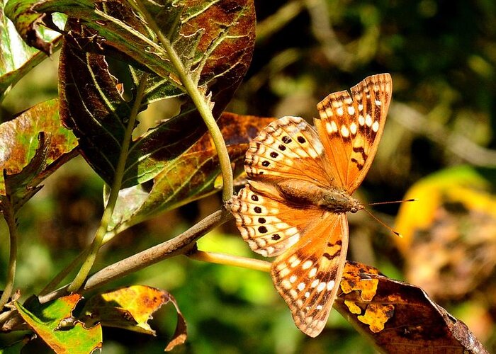 Landscape Greeting Card featuring the photograph Hackberry Emperor Butterfly by Marilyn Burton