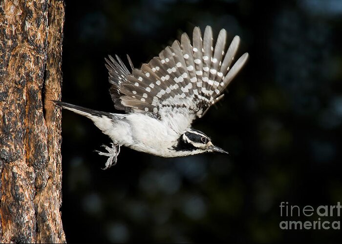 Fauna Greeting Card featuring the photograph Hairy Woodpecker by Anthony Mercieca