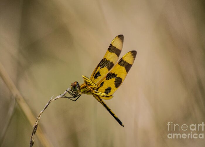 Halloween Greeting Card featuring the photograph Halloween Pennant Dragonfly by Angela DeFrias