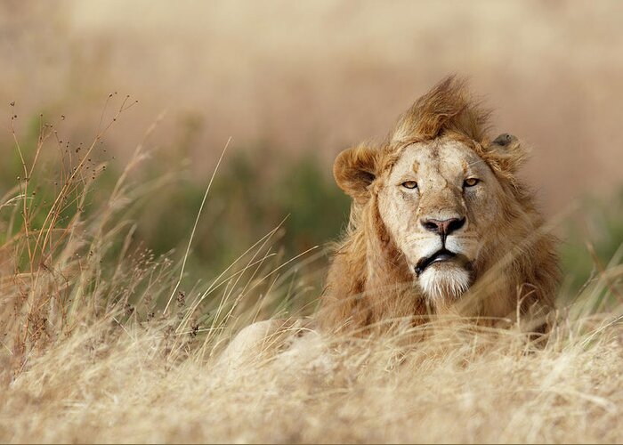 Lion Greeting Card featuring the photograph Handsome! by Ali Khataw