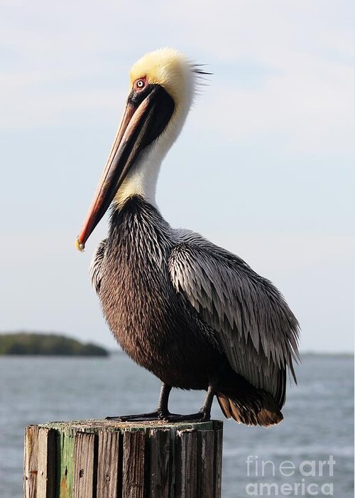Pelican Greeting Card featuring the photograph Handsome Brown Pelican by Carol Groenen