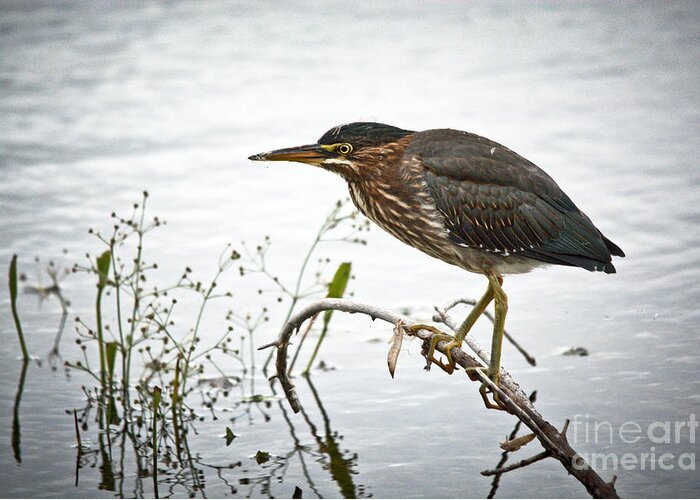 Green Heron Greeting Card featuring the photograph Handsome Green Heron by Cheryl Baxter