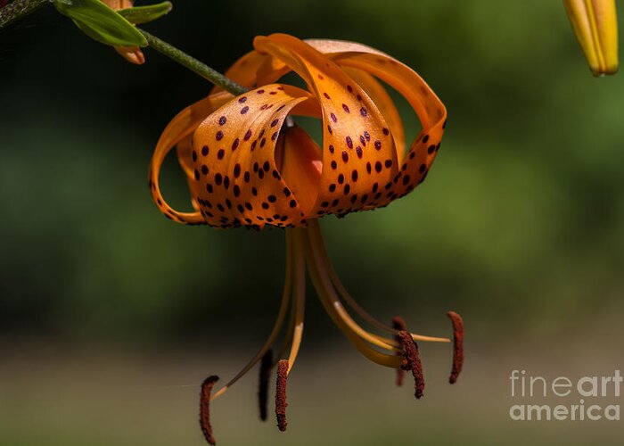 Flickr Explore Images Tiger Lilly Greeting Card featuring the photograph Hanging By A Thread by Dan Hefle