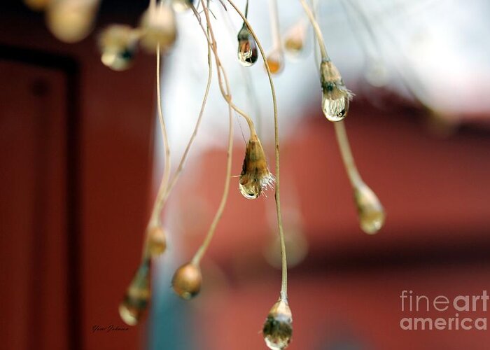 Raindrops Greeting Card featuring the photograph Hanging lights by Yumi Johnson