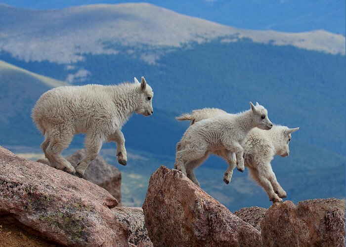 Mountain Goats; Posing; Group Photo; Baby Goat; Nature; Colorado; Crowd; Baby Goat; Mountain Goat Baby; Happy; Joy; Nature; Brothers Greeting Card featuring the photograph Happy Landing by Jim Garrison