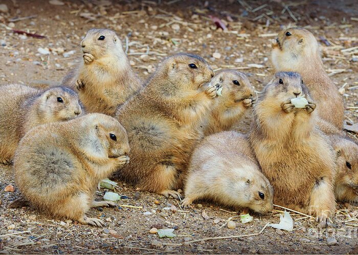 Prairie Dog Greeting Card featuring the photograph Happy Thanksgiving by Chris Scroggins