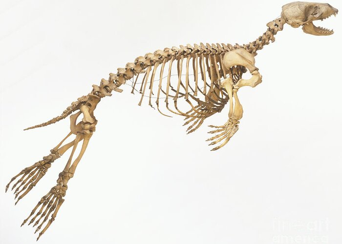 Anatomy Greeting Card featuring the photograph Harbor Seal Skeleton, Phoca Vitulina by Dave King / Dorling Kindersley