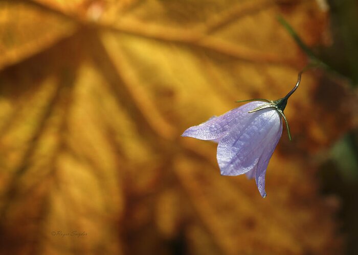 Indigo Greeting Card featuring the photograph Hare Bell and Gold Leaf by Roger Snyder