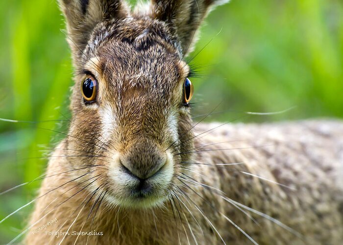 Hare Portrait Greeting Card featuring the photograph Hare Portrait by Torbjorn Swenelius