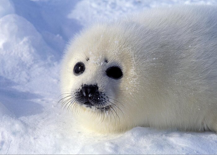 Harp Seal Greeting Card featuring the photograph Harp Seal Pup by Francois Gohier