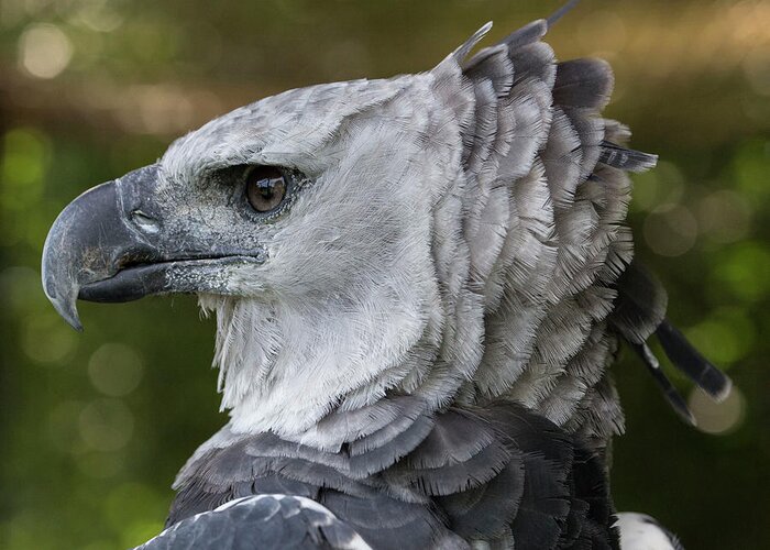 Harpy Eagle, Harpia Harpyja Greeting Card by Jon G. Fuller