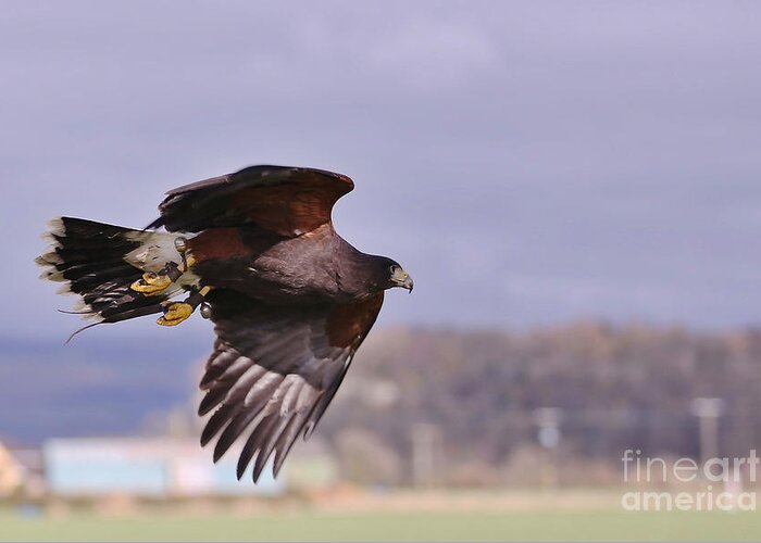 Hawk Greeting Card featuring the photograph Harris Hawk by Kate Purdy