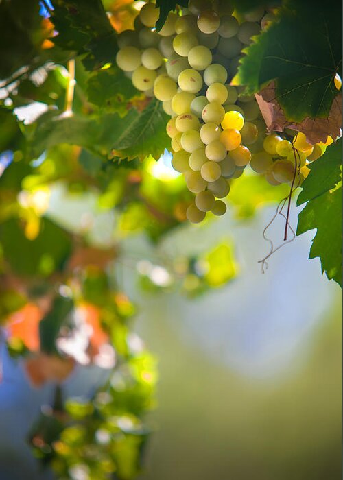 Grape Greeting Card featuring the photograph Harvest Time. Sunny Grapes V by Jenny Rainbow