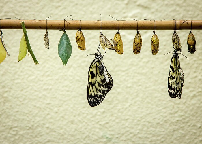 Hanging Greeting Card featuring the photograph Hatching Butterflys by Www.victoriawlaka.com