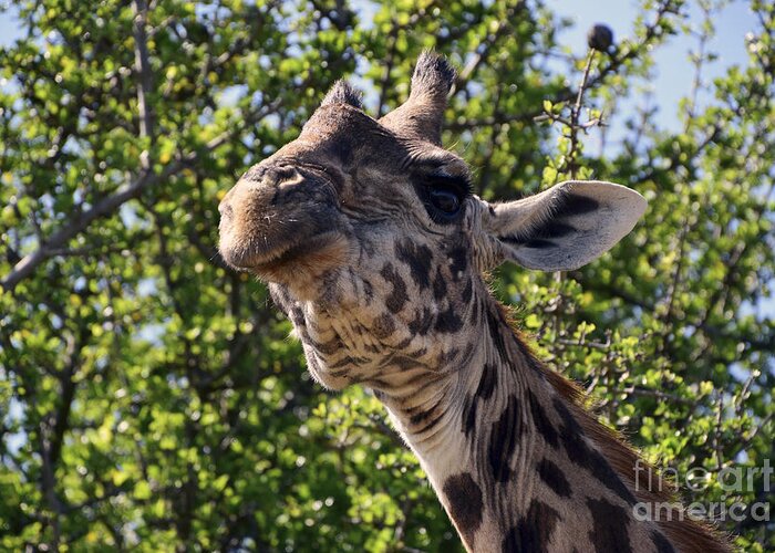 Massai Mara Greeting Card featuring the photograph Haughty Giraffe by AnneKarin Glass