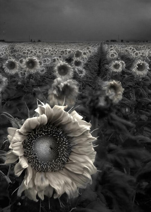 Featured Art Greeting Card featuring the photograph Haunting Sunflower fields 1 by Dave Dilli