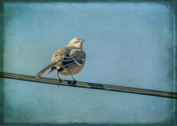 Mockingbird Greeting Card featuring the photograph Have You Heard by Cathy Kovarik
