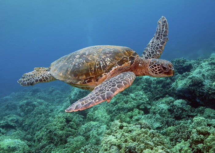 Underwater Greeting Card featuring the photograph Hawaiian Green Sea Turtle, Kona, Hawaii by Stevedunleavy.com