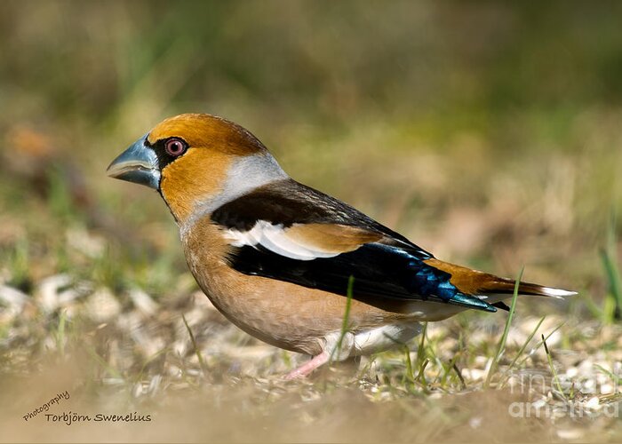 Hawfinch's Back Greeting Card featuring the photograph Hawfinch's Back by Torbjorn Swenelius