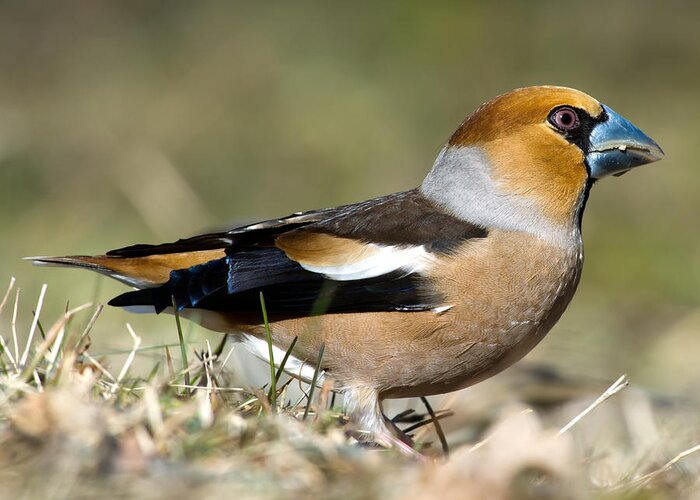 Hawfinch's Profile Square Greeting Card featuring the photograph Hawfinch's Profile Square by Torbjorn Swenelius