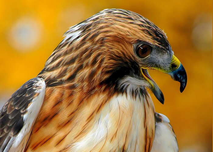 Red-tailed Hawk Greeting Card featuring the photograph Hawk Hunt by Adam Olsen