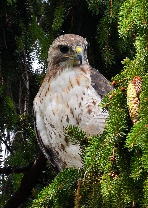 Redtail Hawk Greeting Card featuring the photograph Hawk in Pine by Michael Hubley