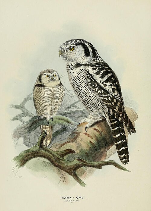Hawk Owl Greeting Card featuring the painting Hawk Owl by Dreyer Wildlife Print Collections 