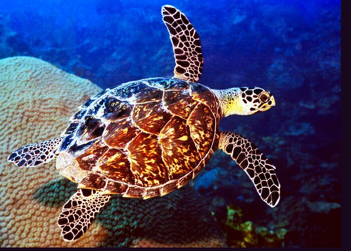  Swimming Sea Turtle Greeting Card featuring the photograph Hawksbill by Jean Noren
