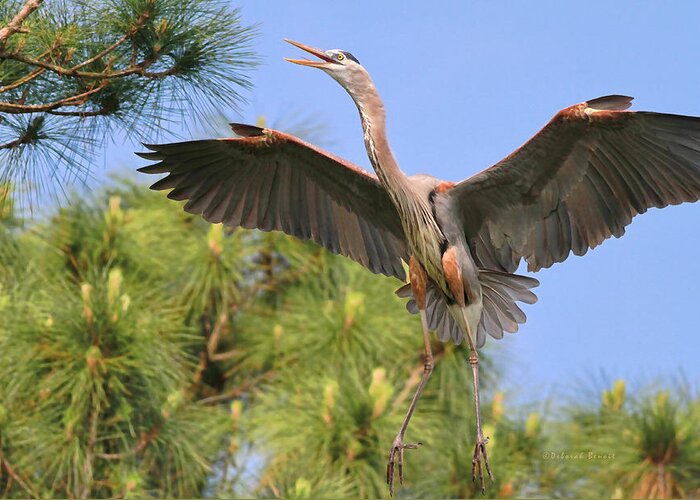 Blue Heron Greeting Card featuring the photograph HB in the Pines by Deborah Benoit