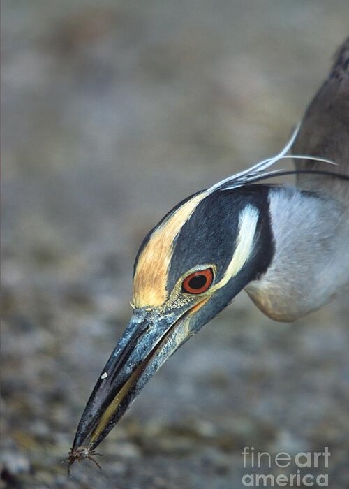 Yellow-crowned Night Heron Greeting Card featuring the photograph Headshot of Yellow-crowned Night Heron Eating Crab by John Harmon