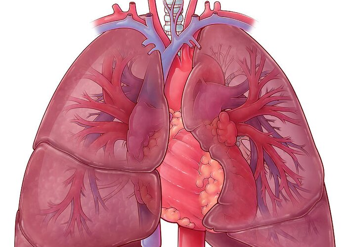 Science Greeting Card featuring the photograph Heart And Lung Anatomy, Illustration by Evan Oto