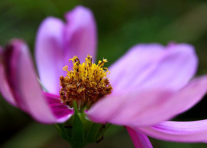 Cosmos Flower Greeting Card featuring the photograph Heart Of Solitude by Michael Eingle