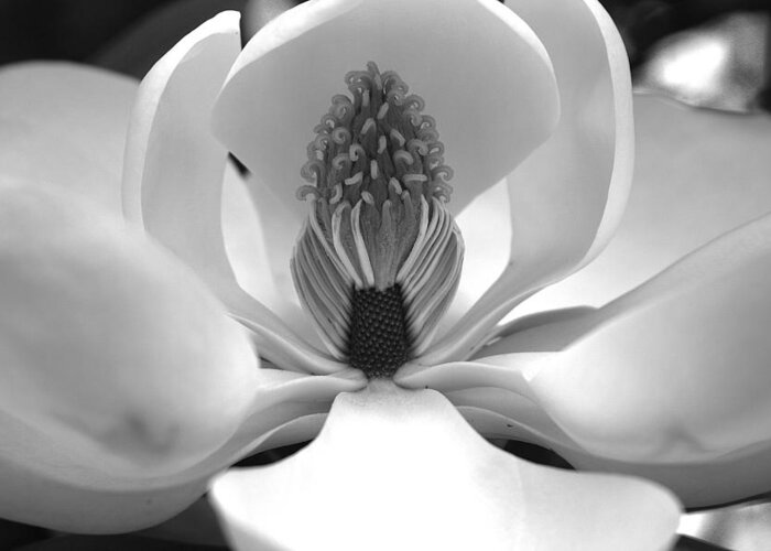 Heart Greeting Card featuring the photograph Heart of the magnolia black and white by Andy Lawless