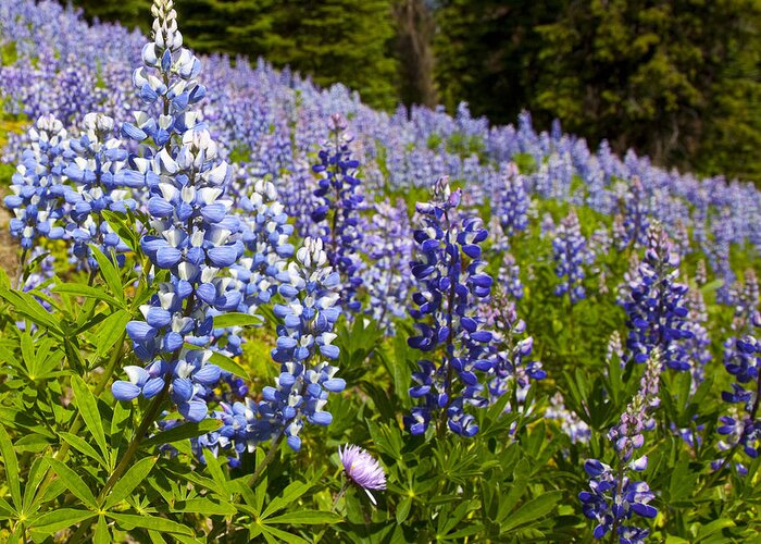 Alpine Prints Greeting Card featuring the photograph Heavenly Blue Lupins by Theresa Tahara