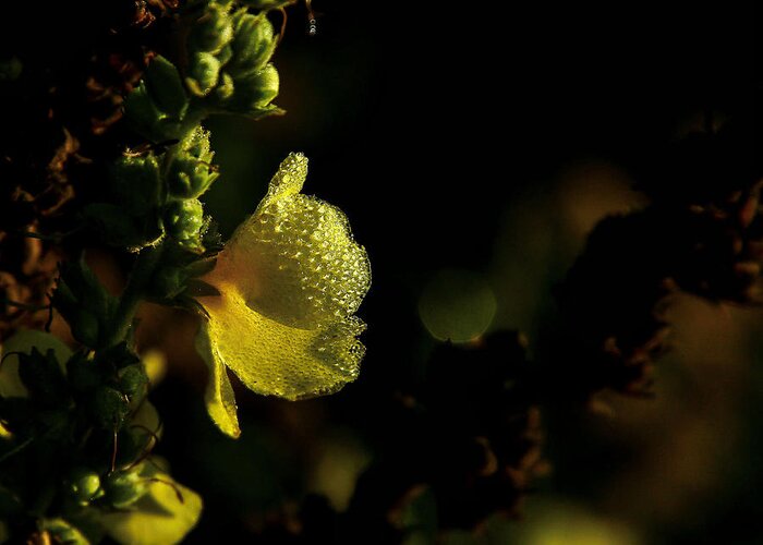 Nature Greeting Card featuring the photograph Heavy Dew by Steven Reed
