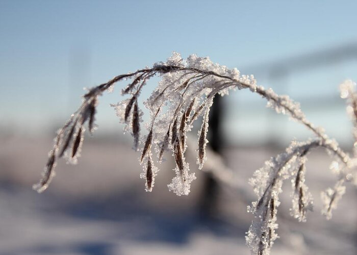 Grass Greeting Card featuring the photograph Heavy With Frost by Trent Mallett