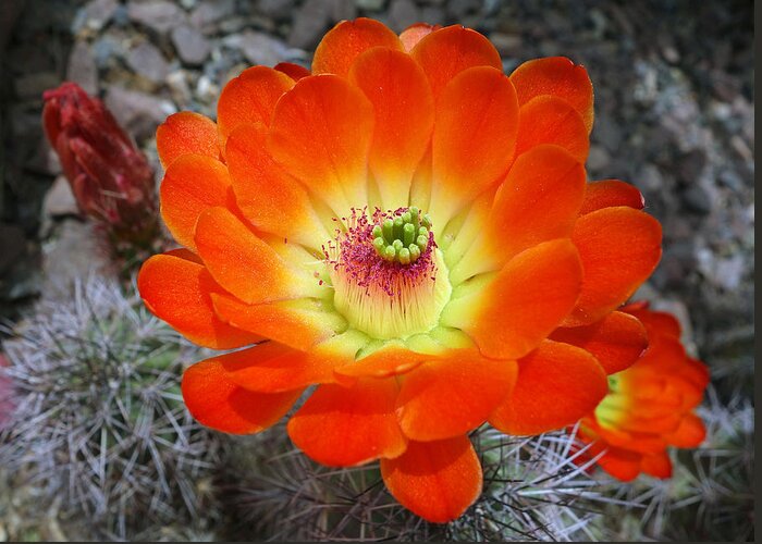 Hedgehog Greeting Card featuring the photograph Hedgehog Cactus Flames by Robert Meyers-Lussier