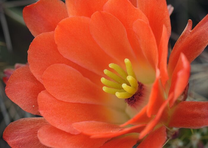 Cactus Flower Greeting Card featuring the photograph Hedgehog Cactus Flower by Tamara Becker