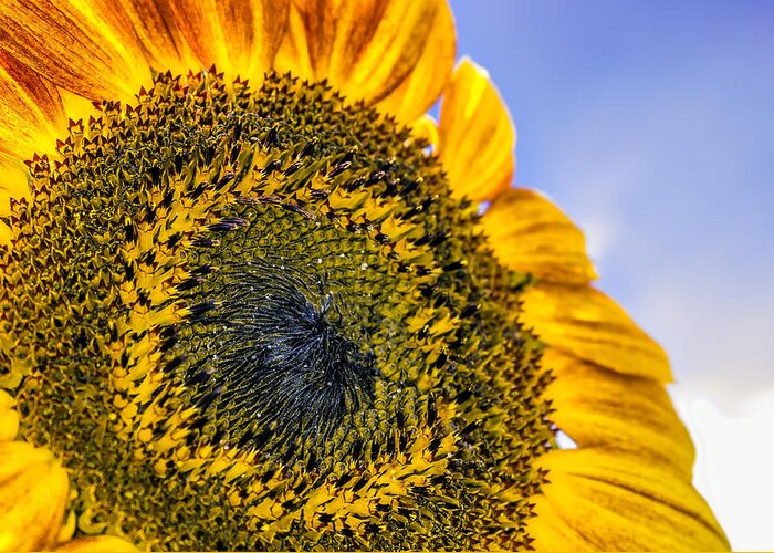 Agriculture Greeting Card featuring the photograph Helianthus by Rob Sellers