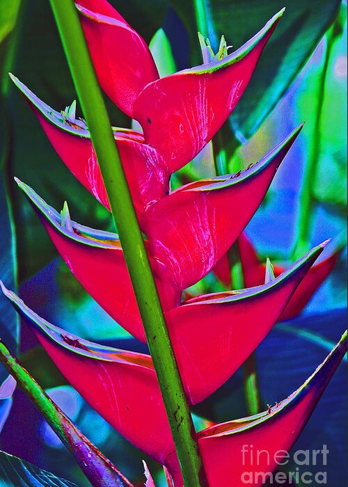 Heliconia Greeting Card featuring the photograph Heliconia Abstract by Karen Adams