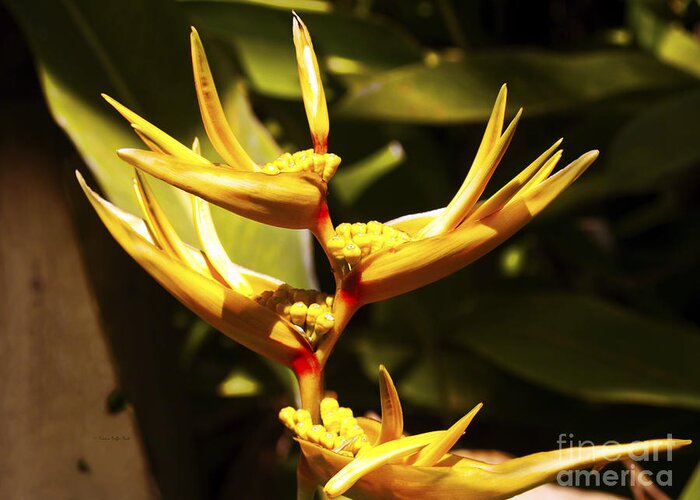 Flower Photography Greeting Card featuring the photograph Heliconia by Patricia Griffin Brett