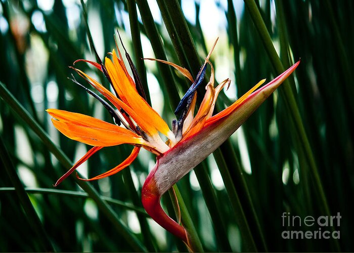 Heliconia Greeting Card featuring the painting Heliconia by Shijun Munns