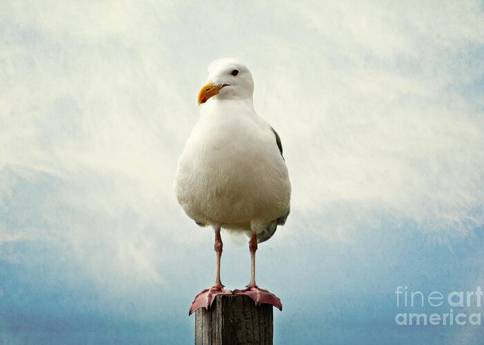 Seagull Greeting Card featuring the photograph Hello by Sylvia Cook